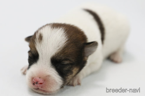 成約済の神奈川県のジャックラッセルテリア-305795の8枚目